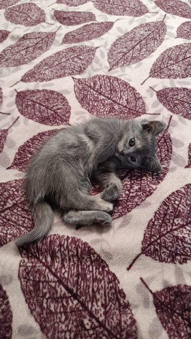 Кошечки в добрые руки