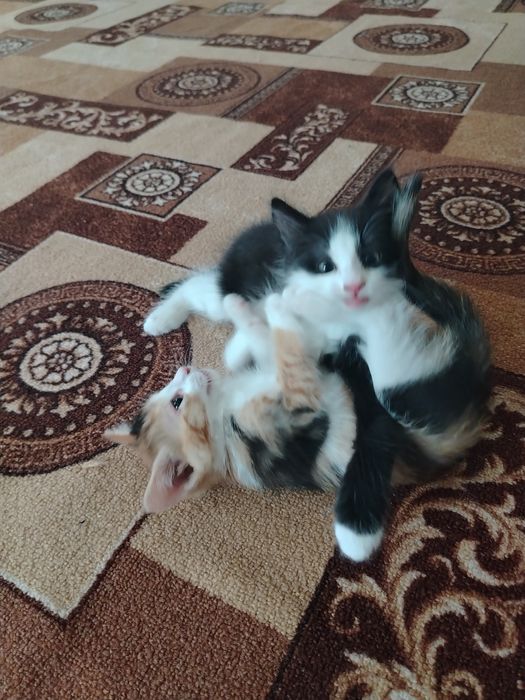 Котята в добрые руки