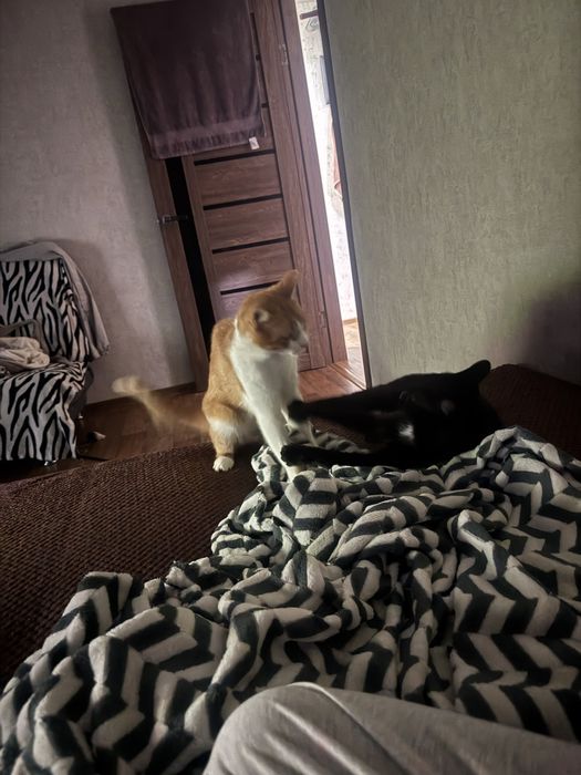 Срочно. Отдам котиков в добрые руки