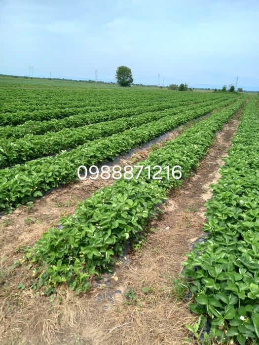 Предлагаме разсад ягоди