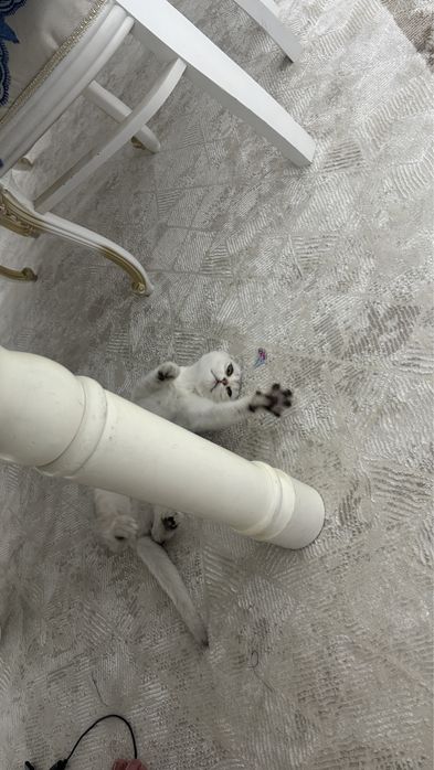 Шотландская вислоухая кошечка
