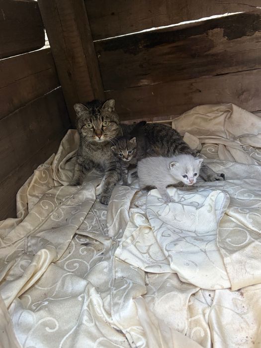 Котята в хорошие руки