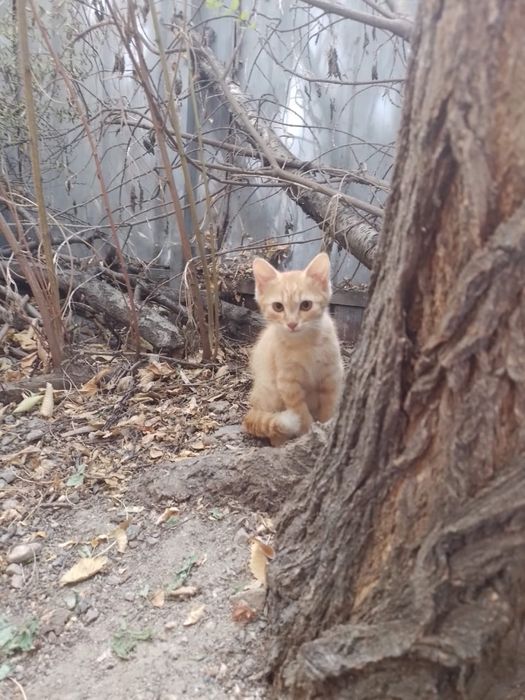 Отдаем котят бесплатно
