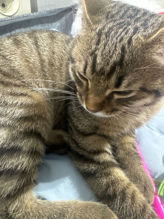 Котенок 4 месяца Бесплатно