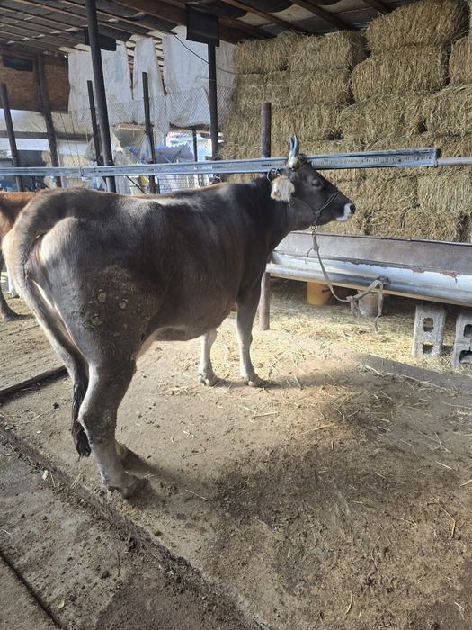 Буаз сиыр сатылады