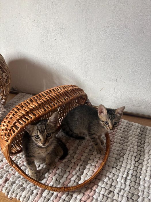 Donez pisoiasi fete si baieti