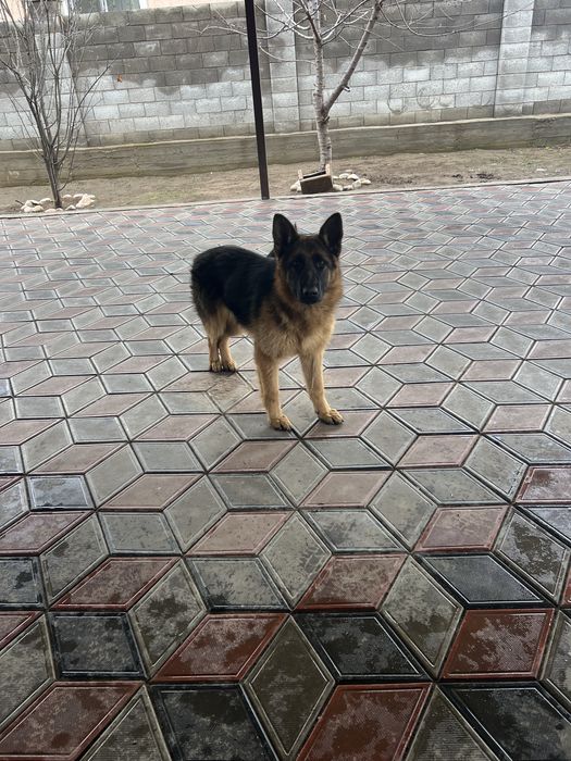 Проодам немецкую овчарку