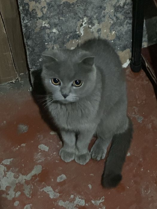 mushik sotilad qizbola