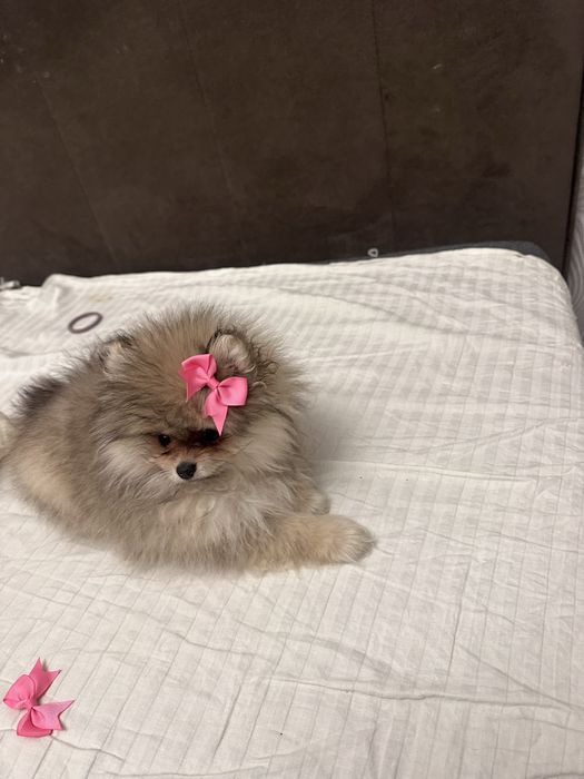 Щпиц щенок 2 мес