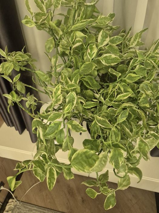 Педилантус крупный