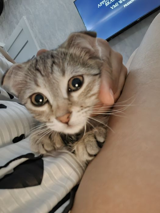 Вислоухий котенок 200$