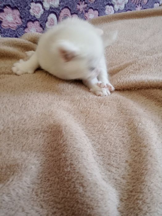 Британский котята