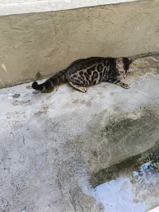 Котёнок Бенгал 5 мес