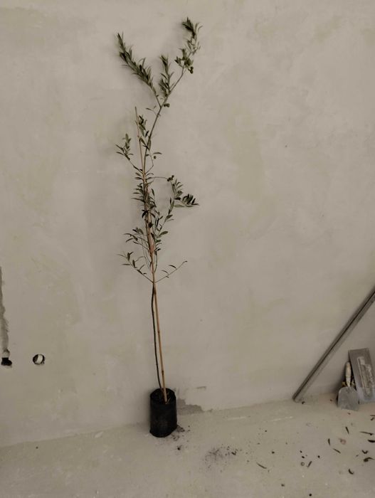 Студоустойчиви гръцки маслини