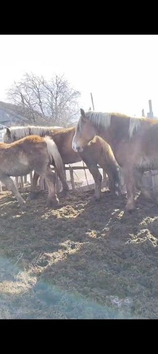 Продам лошадей тяжиков.