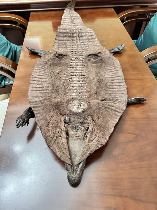 Кожа крокодила настоящая