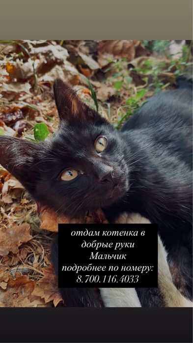 Срочно!! отдам котенка в добрые руки