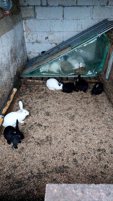 Vând Iepuri Uriași de Transilvania și Hicole Francez