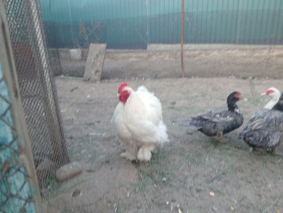 Кохинхин белый,петух.