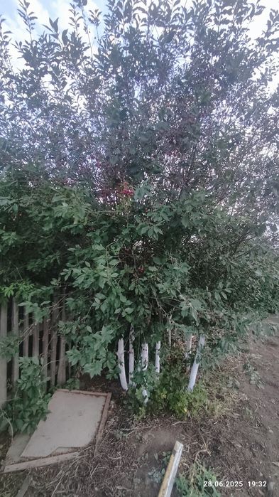 Продам дачу конца сезон на СОЮЗ