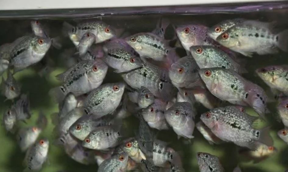 Фловер хорн цихлиды