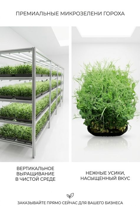 Микрозелень в Актобе для украшения блюд