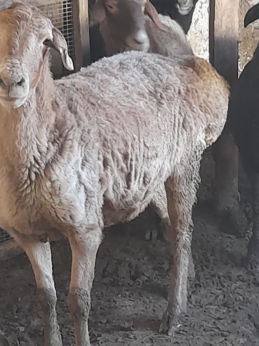 Ірі семіз қой...