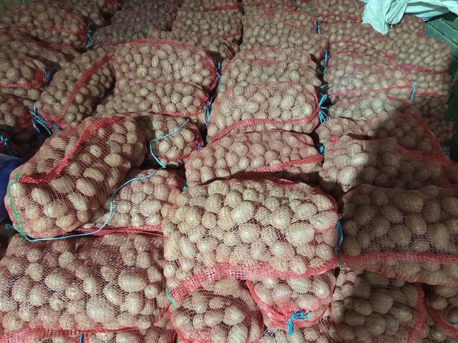 Cartofi de consum 50+