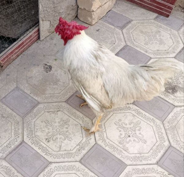 Tovuqlar va Horoz sotaman