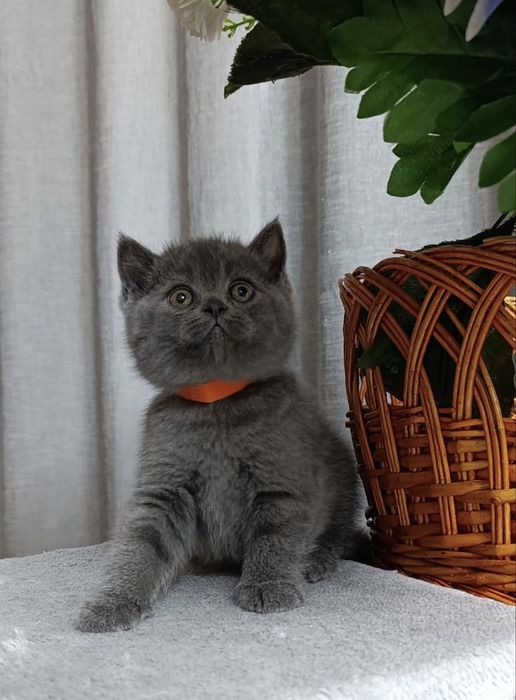 British shorthair