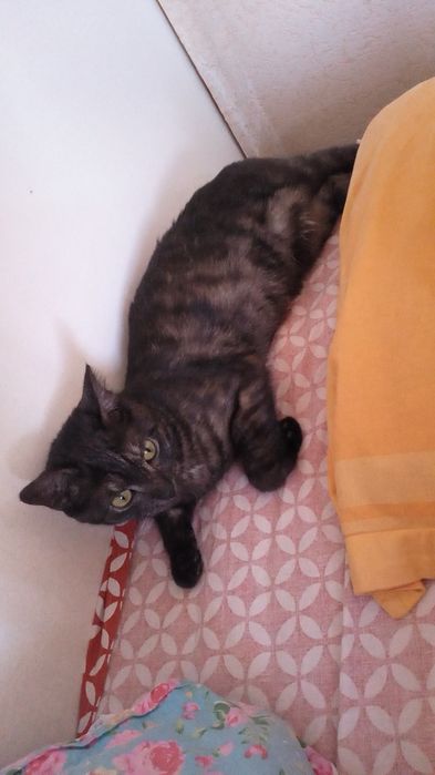 Отдам кошку бесплатно