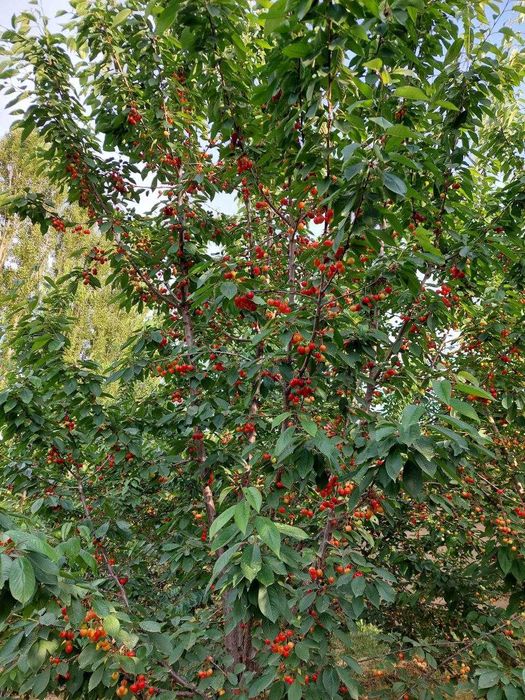 Продается дом в Юкори Чирчикском районе, 16 сотых