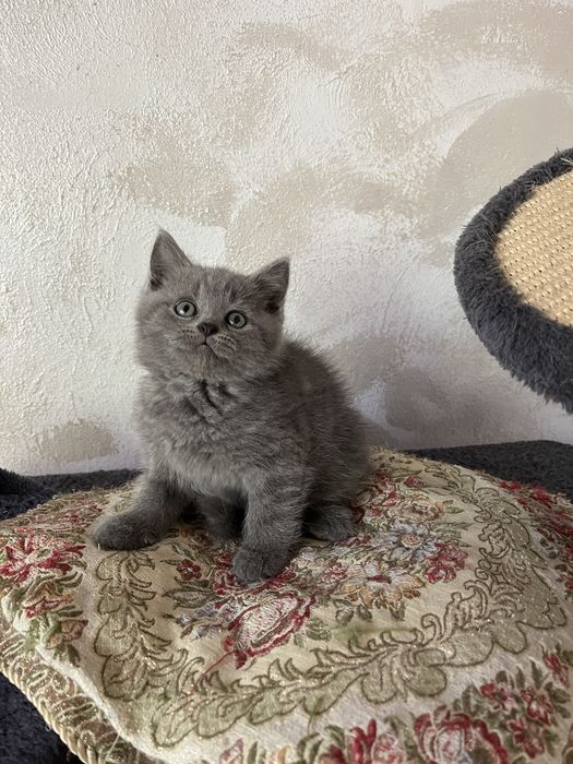 British shorthair