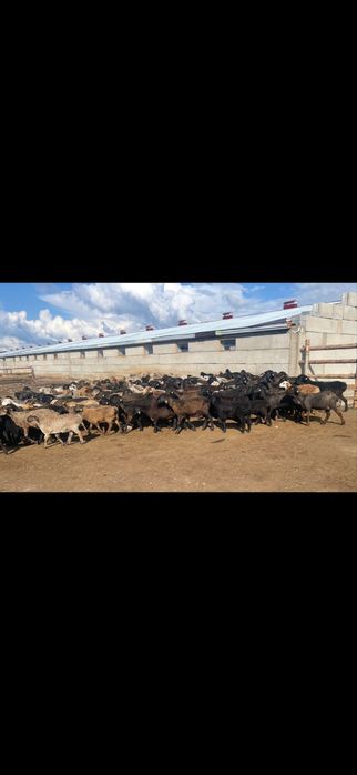 Продам крестьянское хозяйство