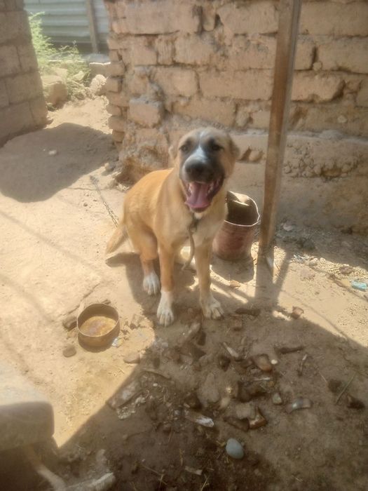 Kuchuk alabay goʻsh bilan boqiladi