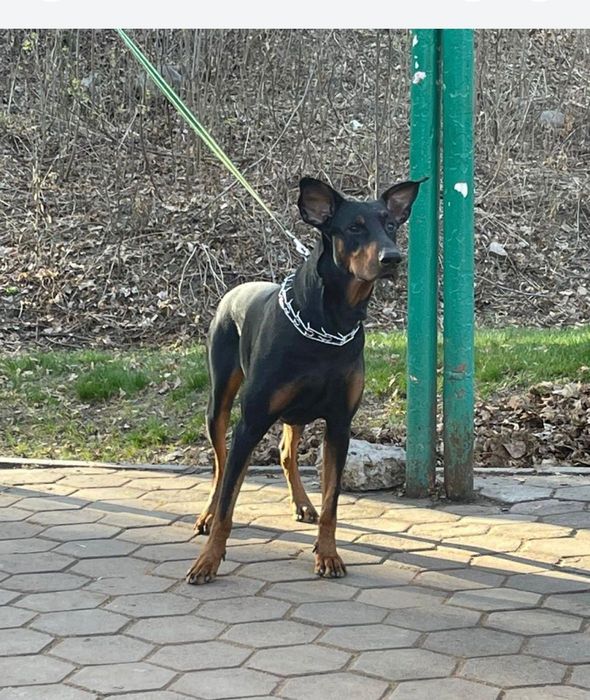 Вязка добермана (американский тип). Кобель Рик, 6 лет