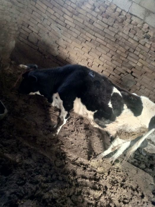 Продается корова с теленком