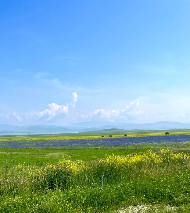 Мед. Катон Карагай. Алтай. Шымкент.