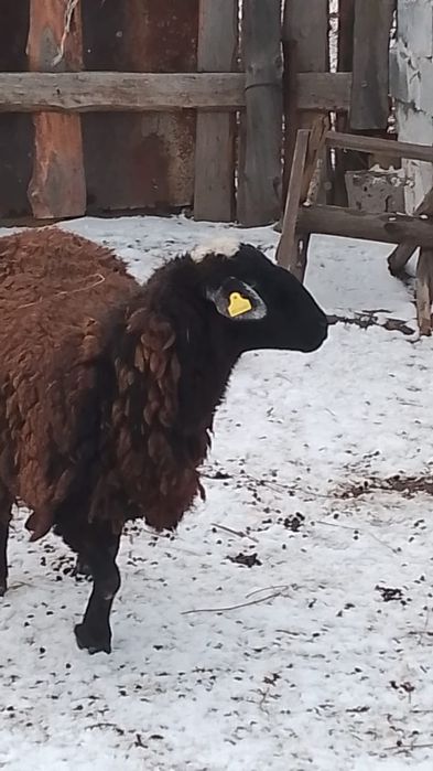 Продам котных овец