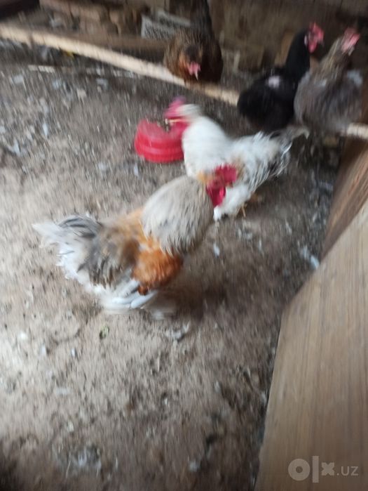 tovuq xoroz brama