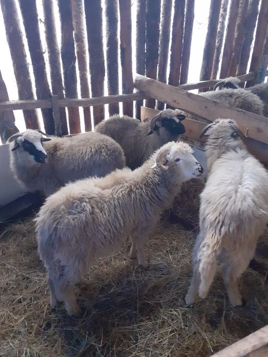 De vânzare o oaie 2 berbeci și 6 miei berbecuți