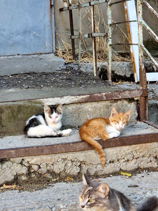 Котята в добрые руки