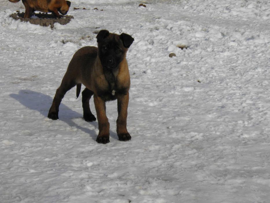 Белгийска овчарка малиноа