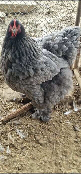 Brahma Albastru si Hd oua