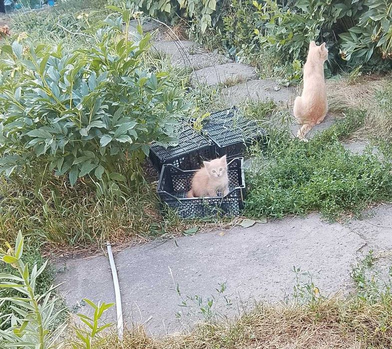 Отдам хороших котят