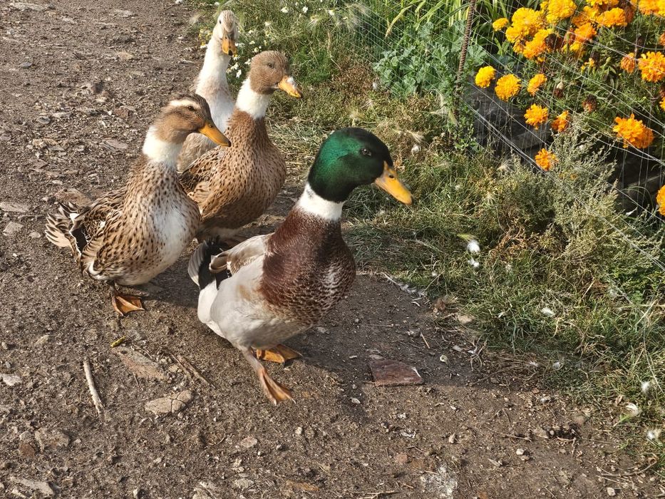 Утки утаки домашние  на развод