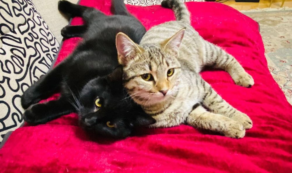 Котята-подростки в добрые руки