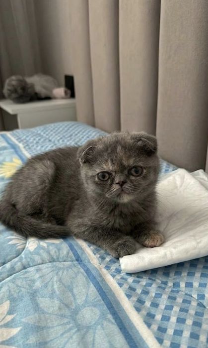 Котята фолд и страйк