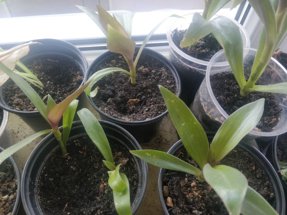 Алое вера,отростки