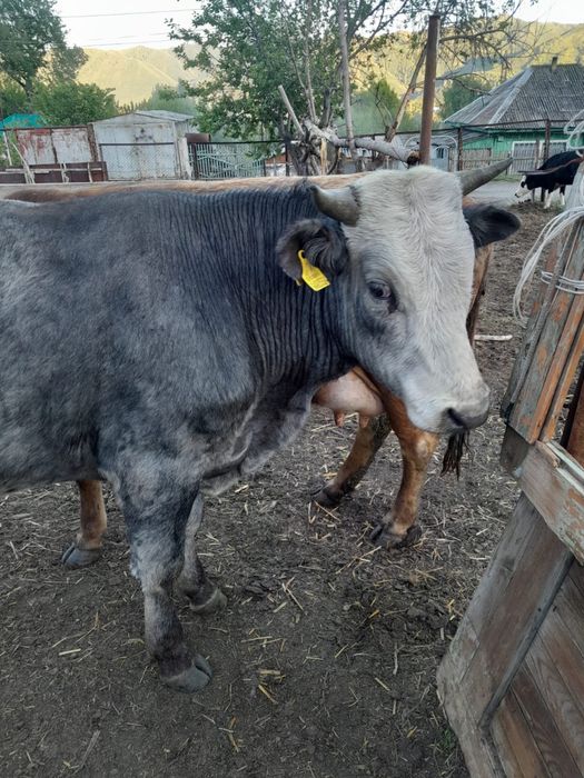 Продам быка 2 года